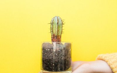 Microstory 16: The things I do for spite